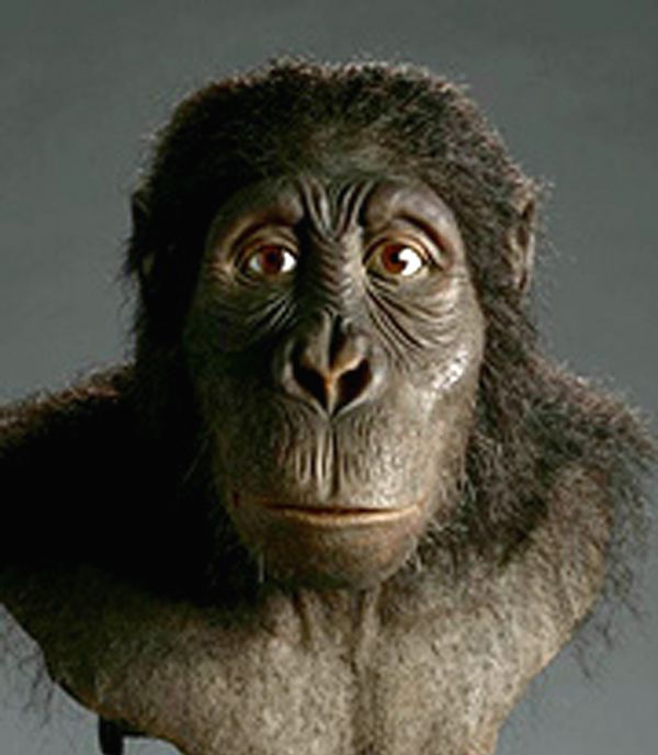 image of Australopithecus anamensis